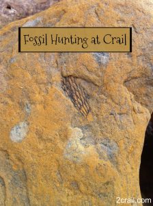 fossil hunting at crail
