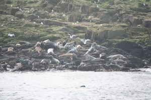 Isle of May Grey Seals