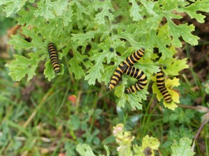 a colony of caterpillars