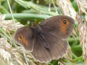 Meadow Brown Butterfly Female