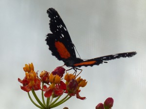 exotic butterfly on flower