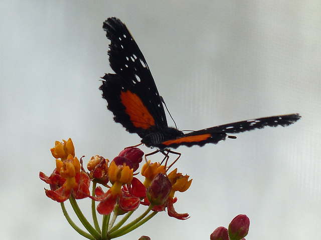 st-andrews-botanic-butterfly-flower