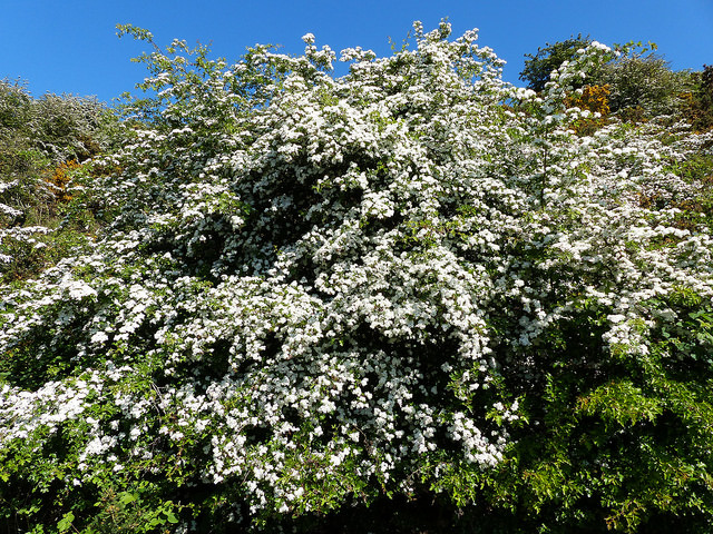 Hawthorn in Bloom