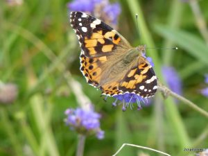 painted lady crail fife