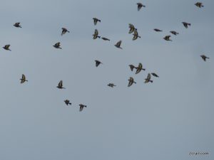 flock of goldfinches