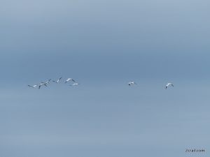 gannets in flight fife