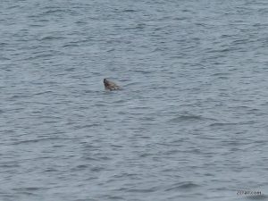 grey seal fife coastal path