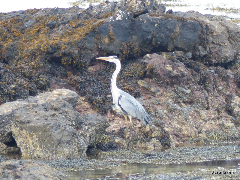 grey heron fife coastal path