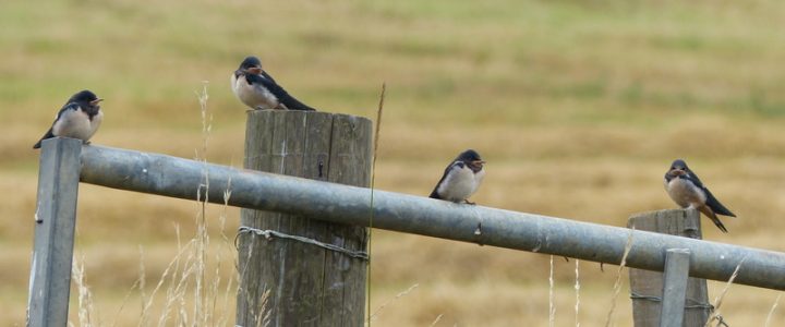 juvenile swallows