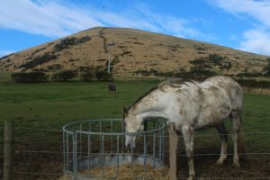 horse in front of largo law