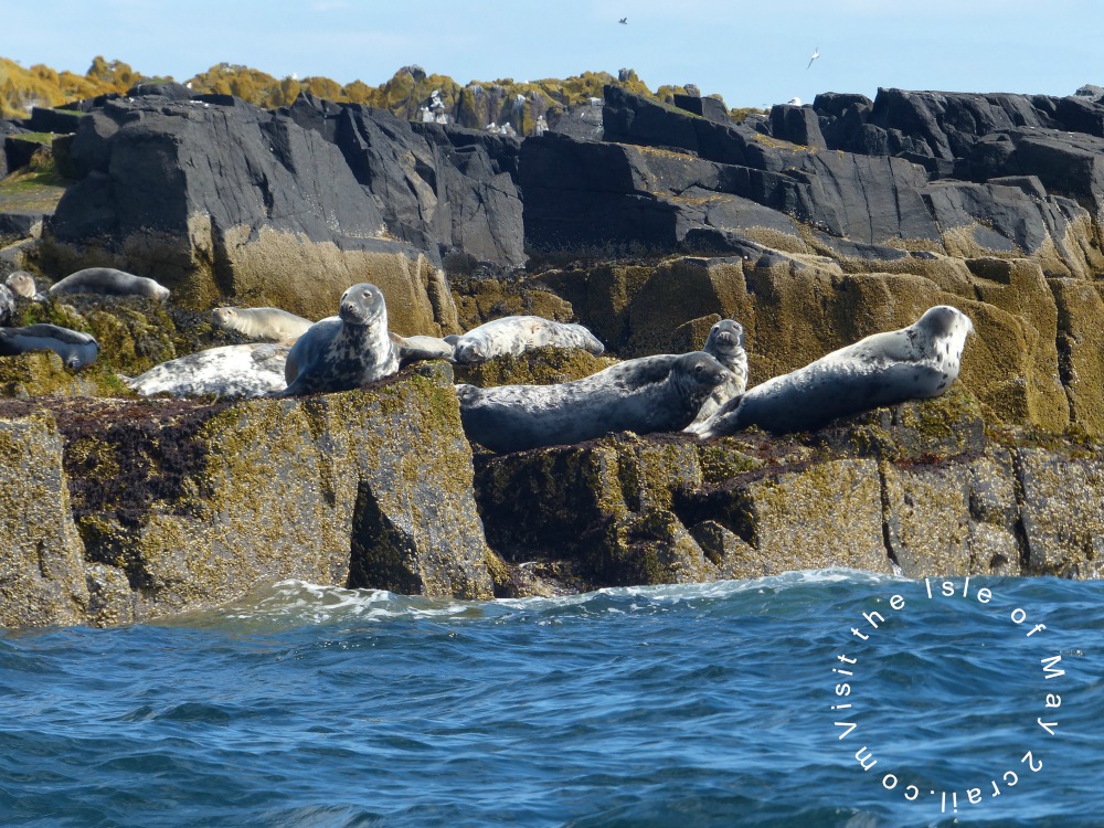 isle of may grey seals