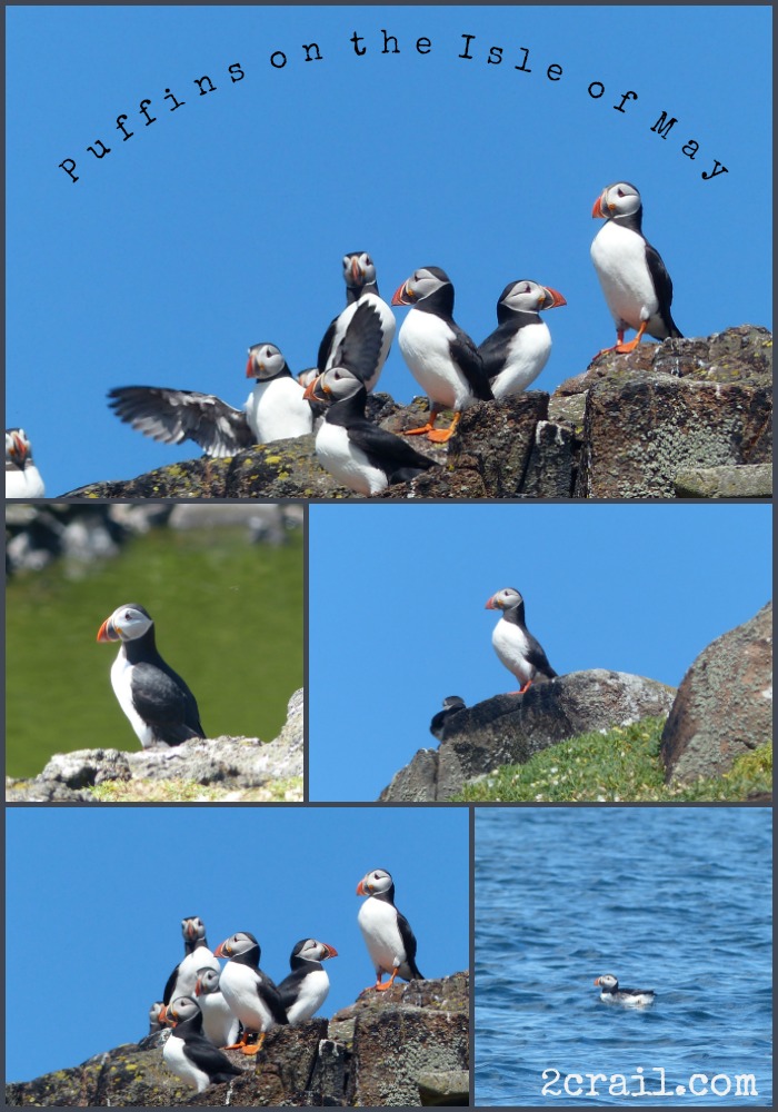 isle of may puffins