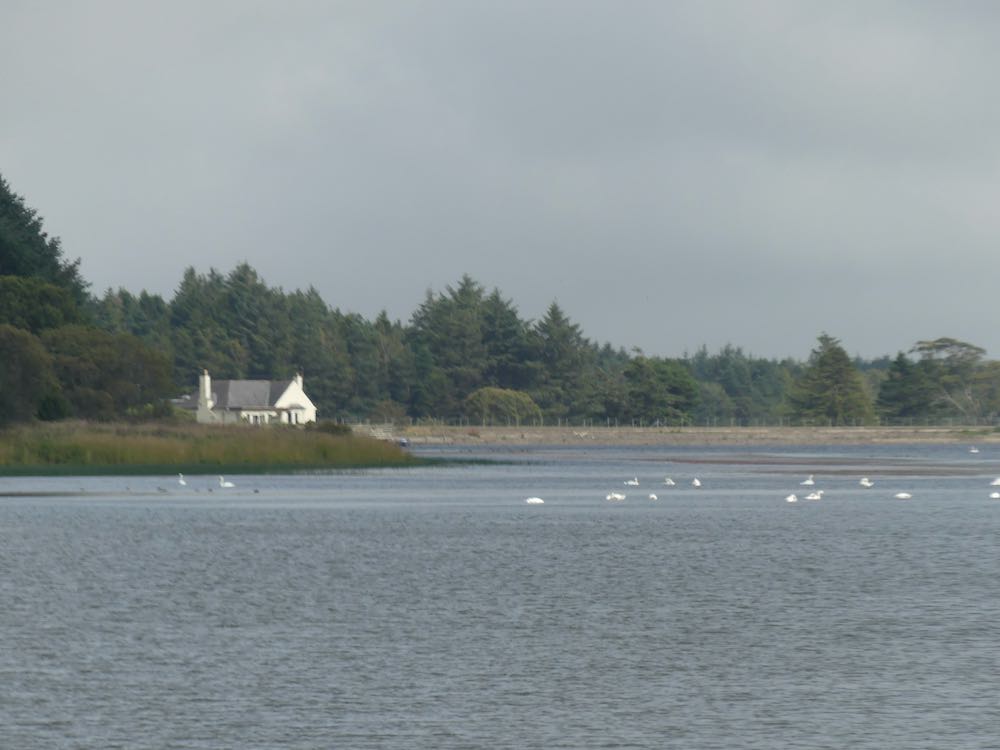 Swans on Cameron Reservoir
