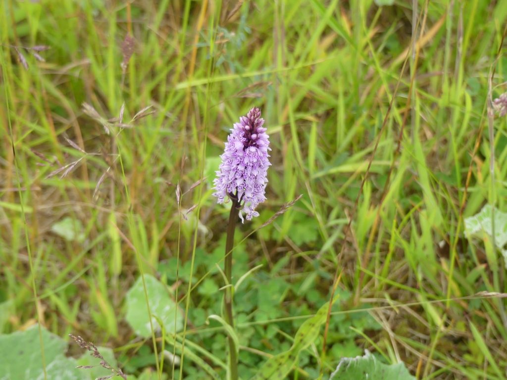 Orchids growing by the side of the path