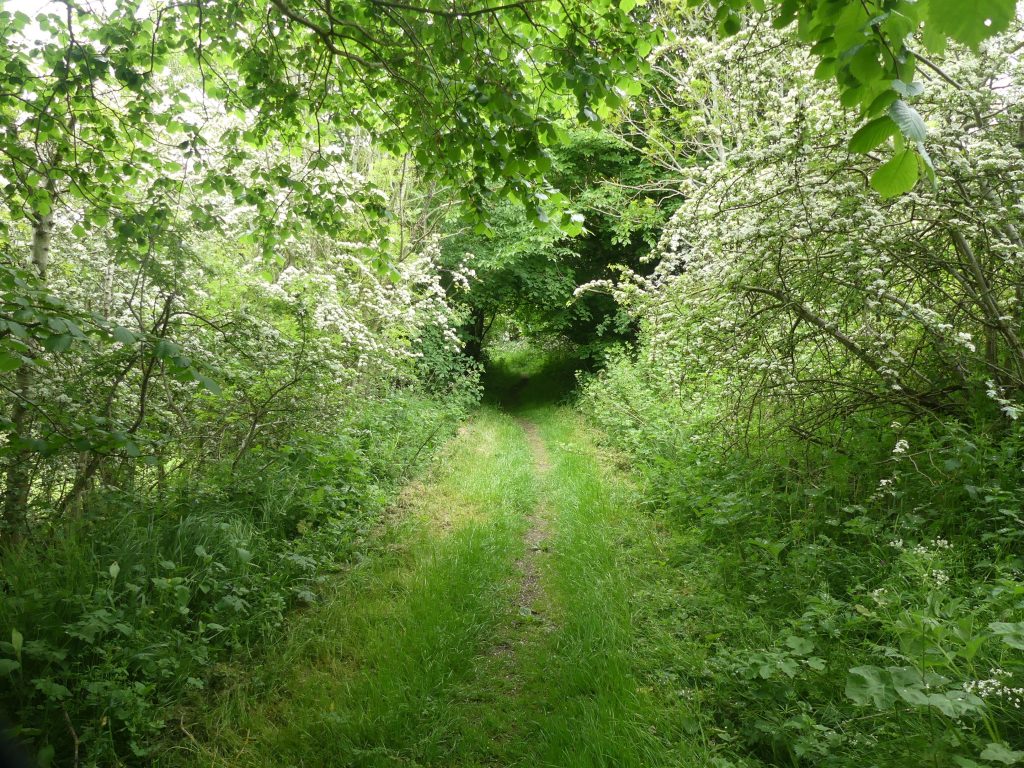 Grassy path to CraighallDen